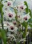 Tinonee-orchids-2 062